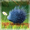 uxifodaxi аватар
